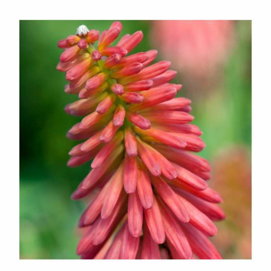 Perennial Plants * | Kniphofia 'Redhot Popsicle' | 3L Pot