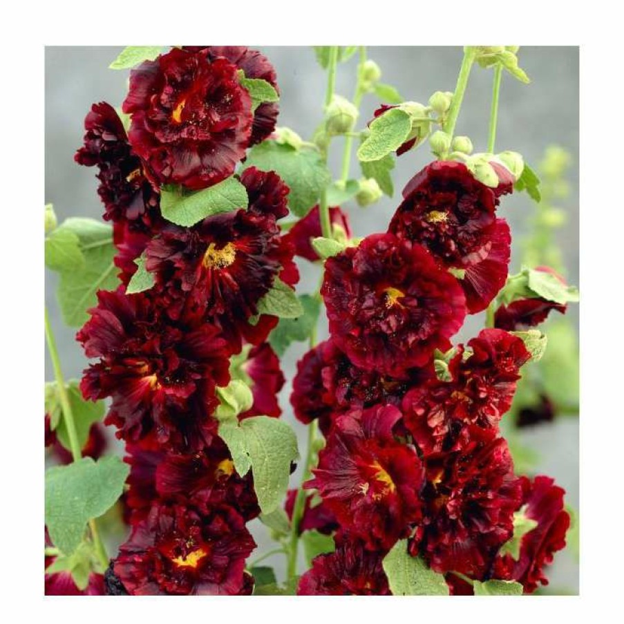 Perennial Plants * | Alcea Rosea 'Chaters Maroon' | Hollyhock