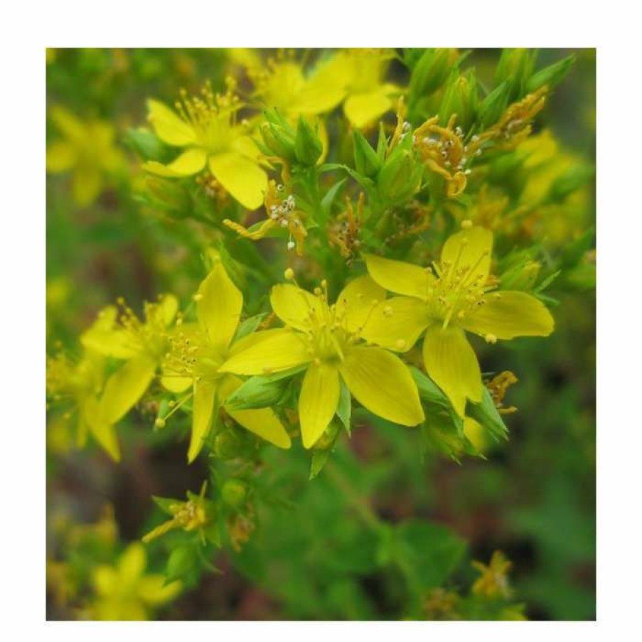 Pond Plants * | Square Stemmed St John'S Wort | Hypericum Tetrapterum