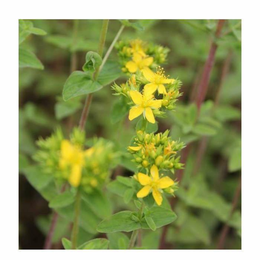 Pond Plants * | Square Stemmed St John'S Wort | Hypericum Tetrapterum