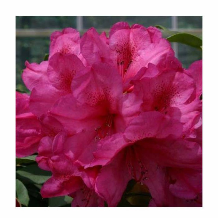 Ornamental Shrubs * | 2Ft Rhododendron 'Van' | 7.5L Pot | Rhododendron Hybrid