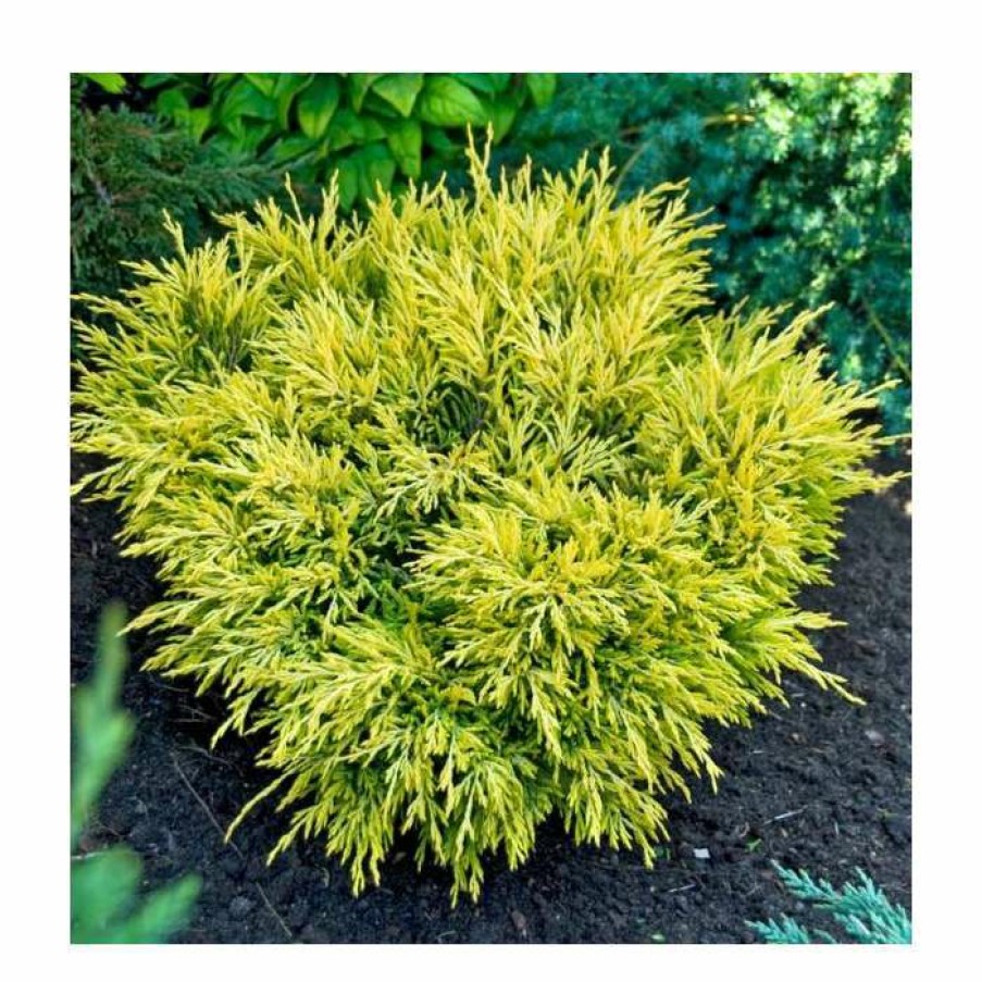 Ornamental Trees * | Juniperus Horizontalis 'Limeglow' | 1L Pot