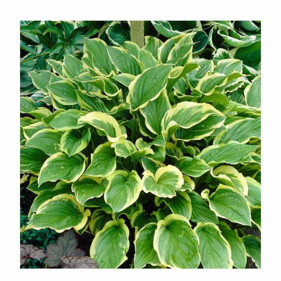 Perennial Plants * | Hosta 'Fragrant Bouquet' | 3L Pot