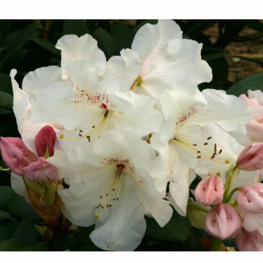 Ornamental Shrubs * | 2Ft Rhododendron 'Dr Reiger' | 7.5L Pot | Rhododendron Hybrid