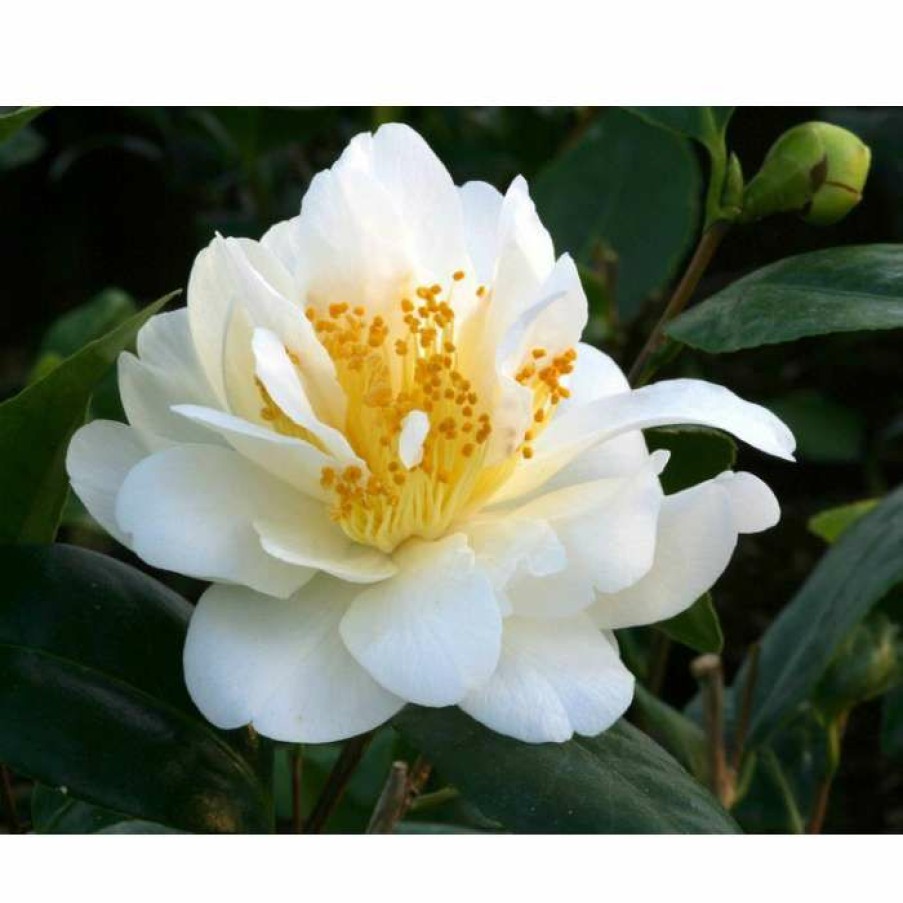 Ornamental Shrubs * | 3Ft Camellia 'Silver Anniversary' | 4L | Camellia Japonica