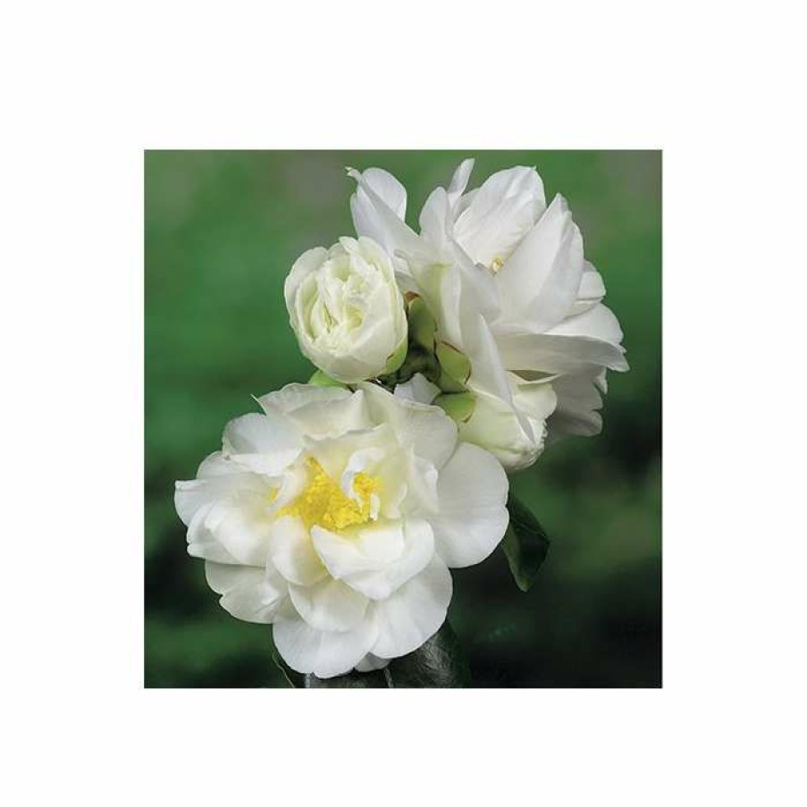 Ornamental Shrubs * | 3Ft Camellia 'Silver Anniversary' | 4L | Camellia Japonica