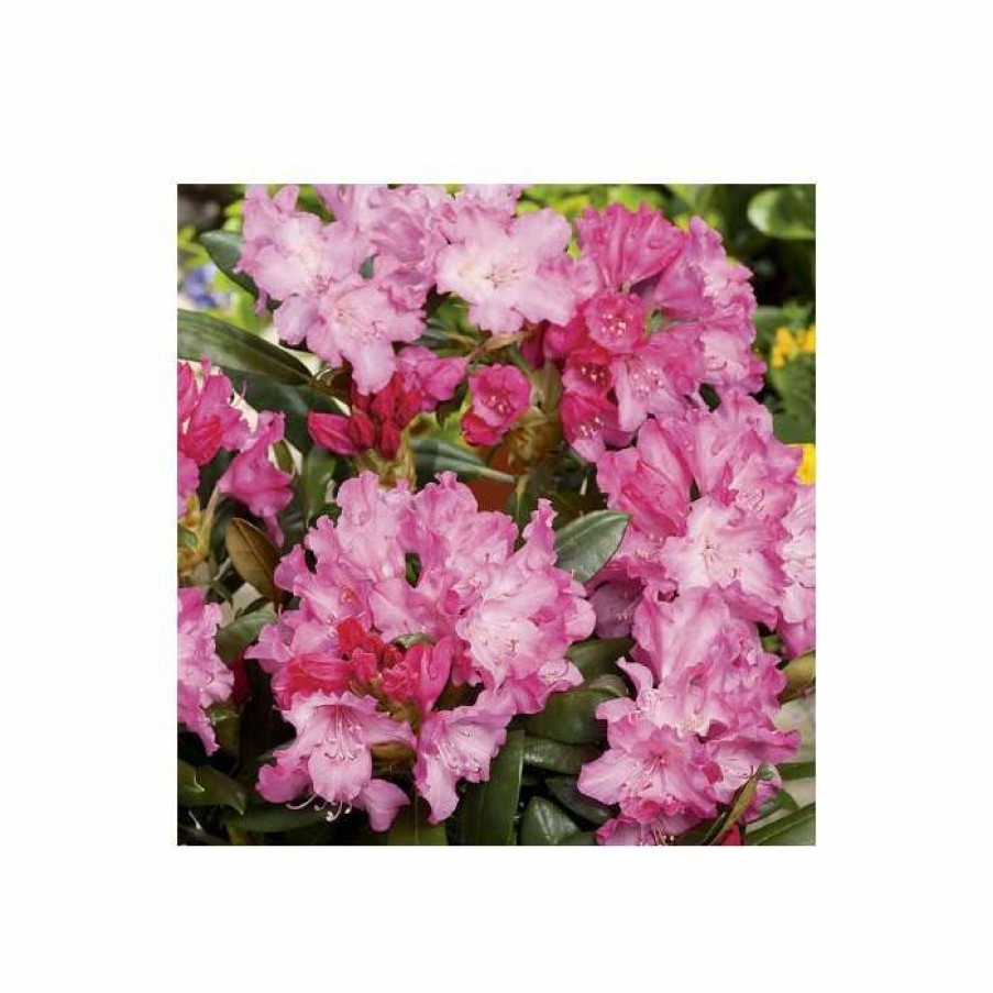 Ornamental Shrubs * | 1Ft Rhododendron 'Kalinka' | 3L Pot | Rhododendron Yakushimanum