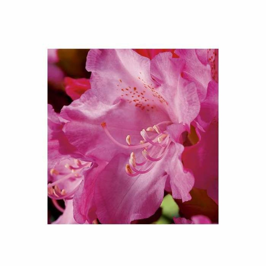 Ornamental Shrubs * | 1Ft Rhododendron 'Kalinka' | 3L Pot | Rhododendron Yakushimanum