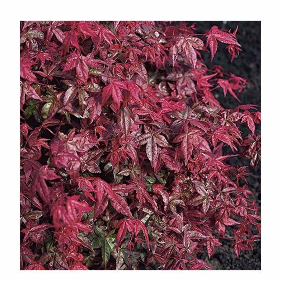 Ornamental Trees * | Acer Palmatum 'Beni-Maiko' | Japanese Maple Tree | 1L Pot