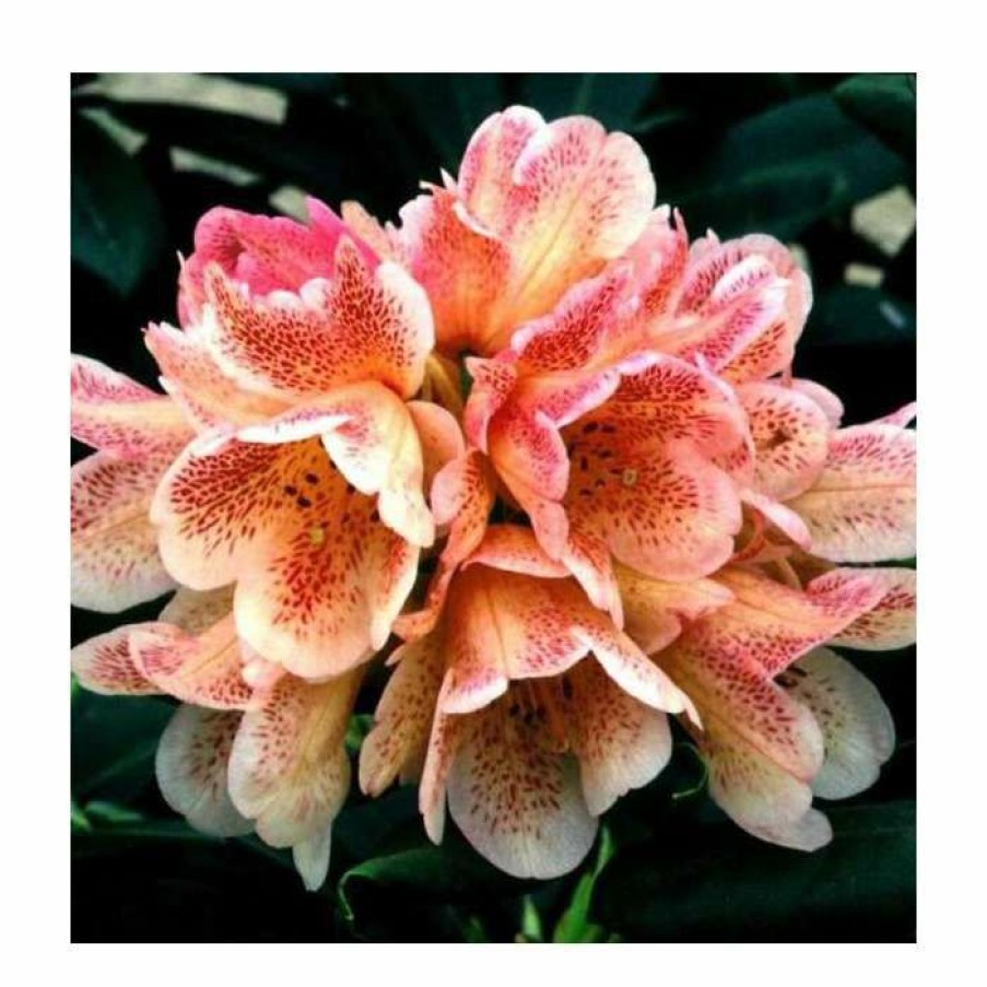 Ornamental Shrubs * | 1Ft Rhododendron 'Firelight' | 7.5L Pot | Compact Rhododendron