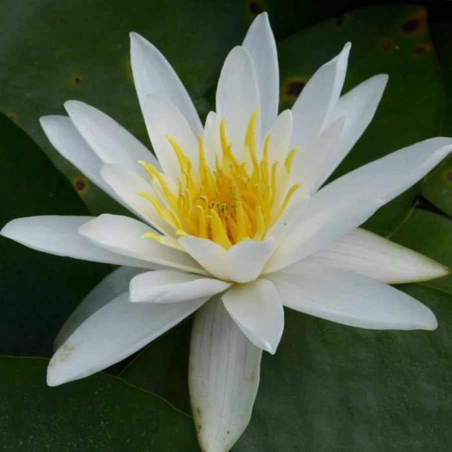 Pond Plants * | Nymphaea 'Alba' | Water Lily