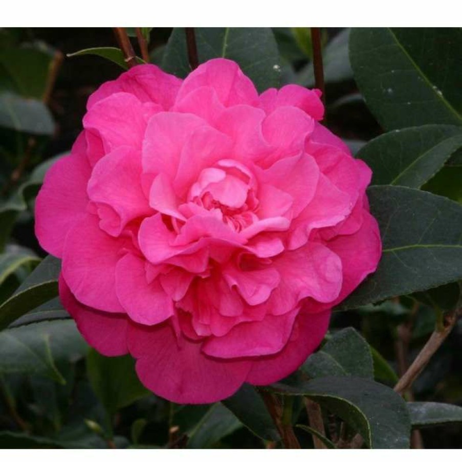 Ornamental Shrubs * | 3Ft Camellia 'Debbie' | 4L | Camellia Williamsii