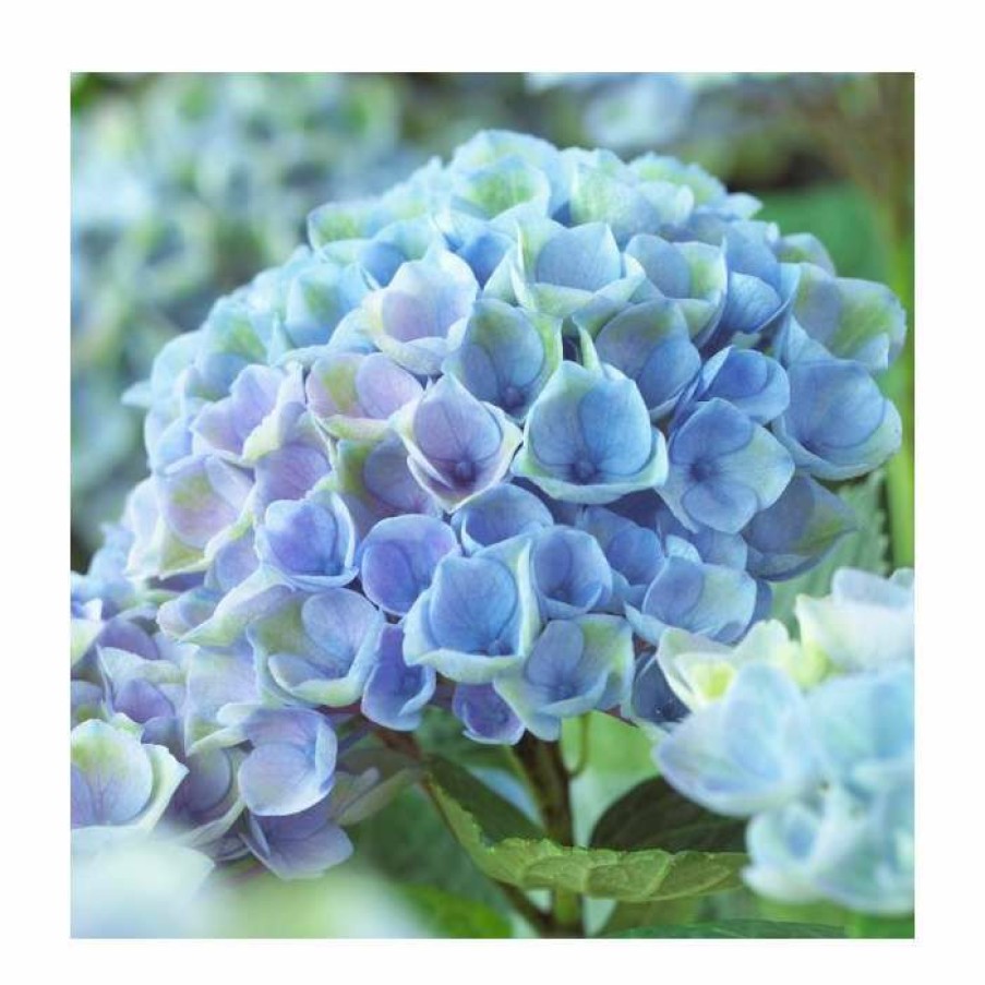 Ornamental Shrubs * | Hydrangea Magical Revolution 'Blue' | 5L Pot