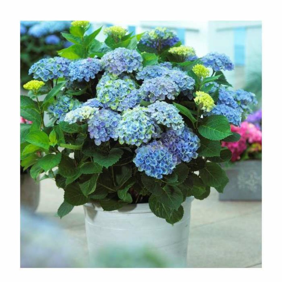 Ornamental Shrubs * | Hydrangea Magical Revolution 'Blue' | 5L Pot