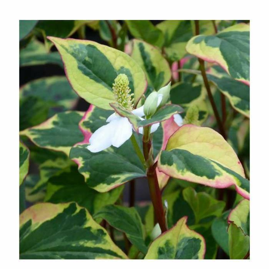 Pond Plants * | Orange Peel Plant | Houttuynia Cordata