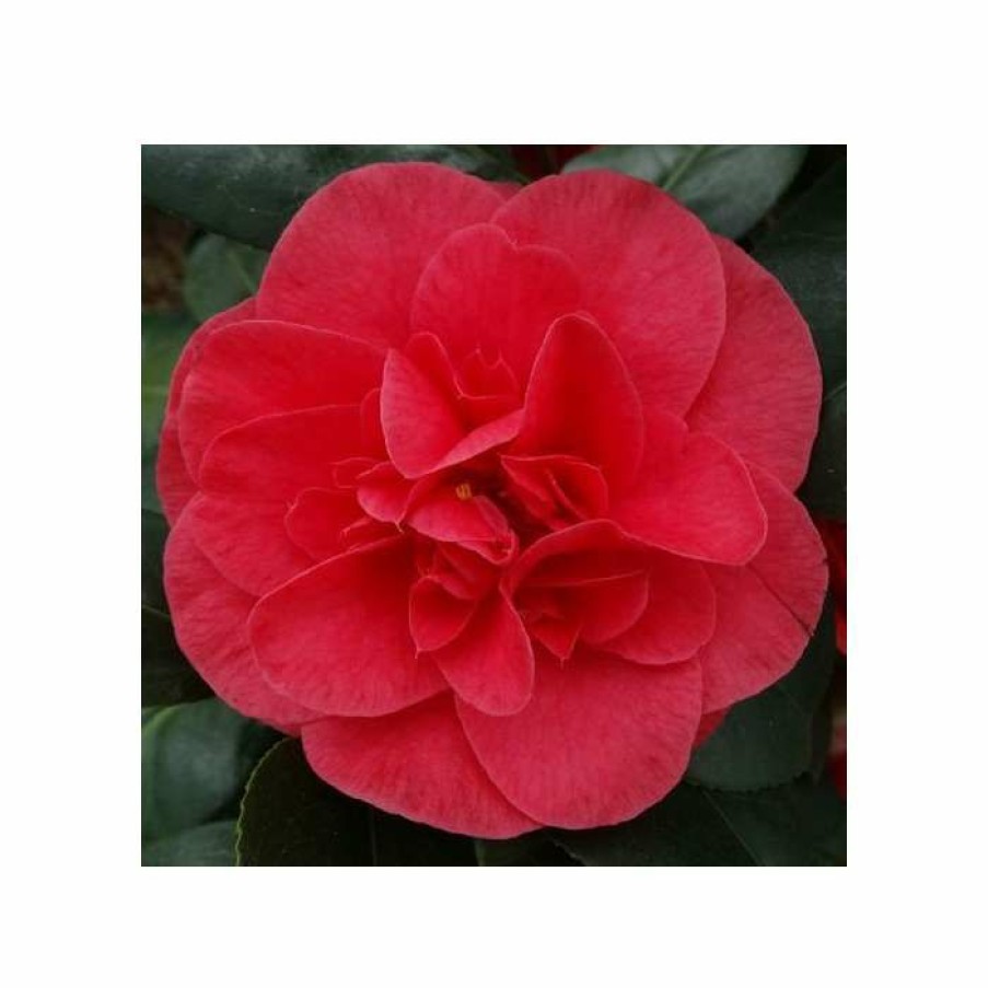 Ornamental Shrubs * | 3Ft Camellia 'Lady Campbell' | 4L | Camellia Japonica