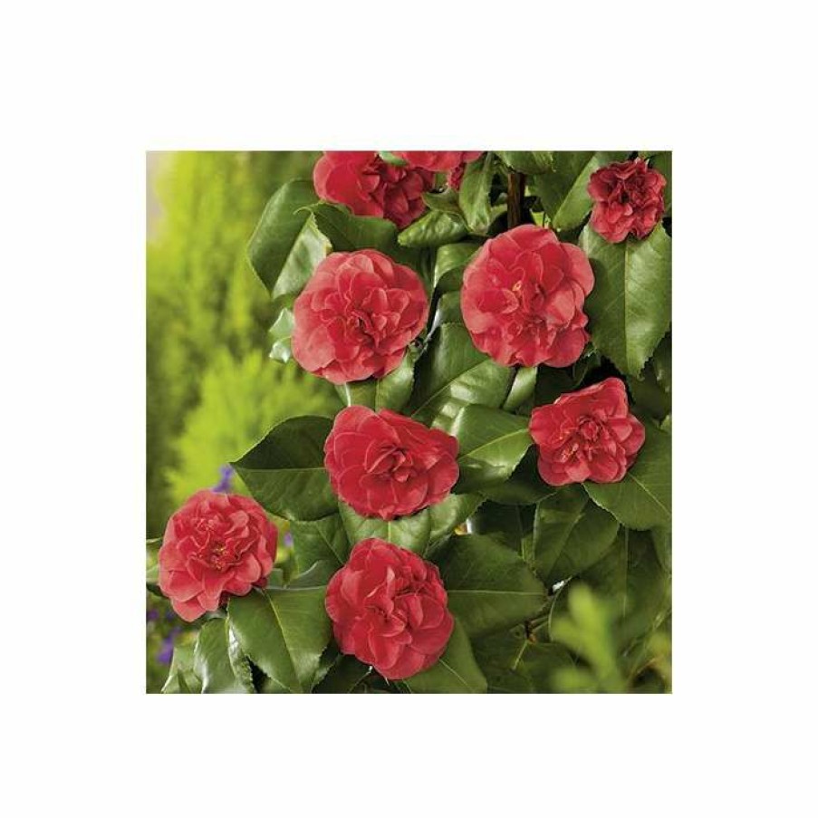 Ornamental Shrubs * | 3Ft Camellia 'Lady Campbell' | 4L | Camellia Japonica