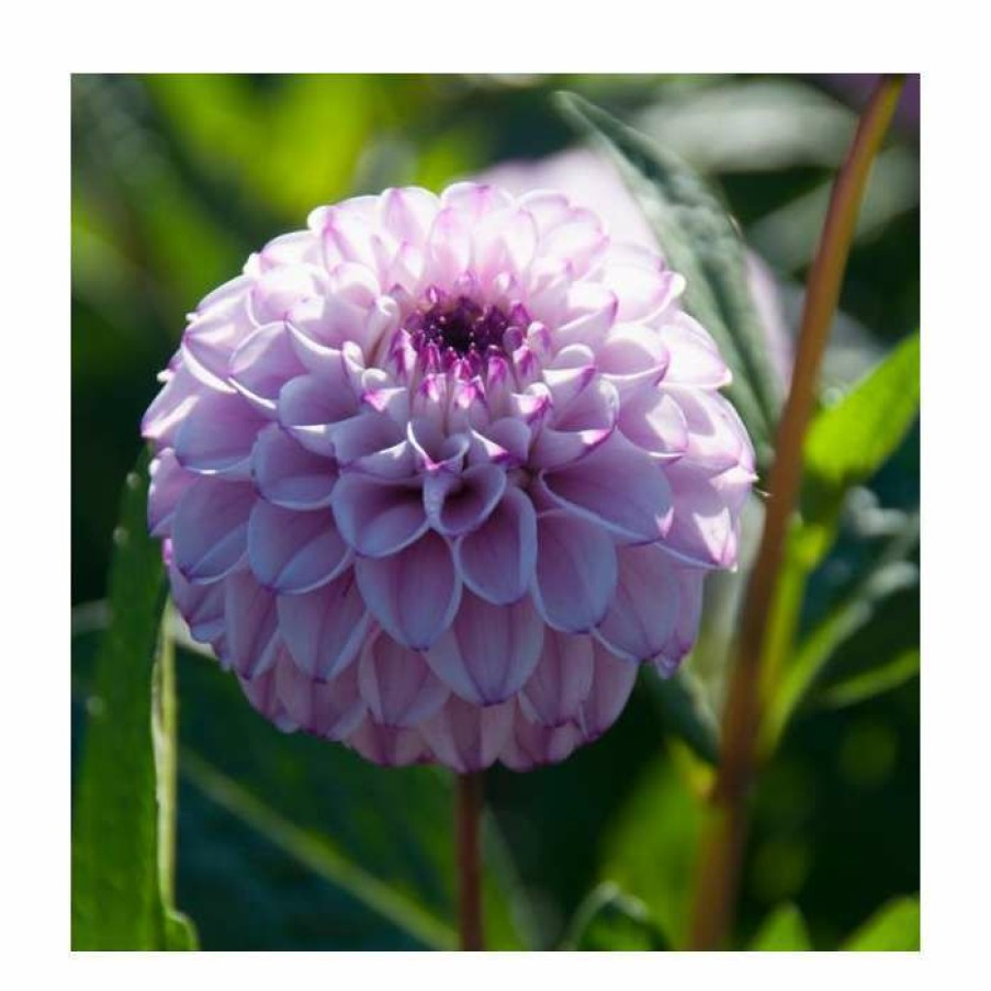 Bedding Plants * | Dahlia 'Genova' | 3L Pot