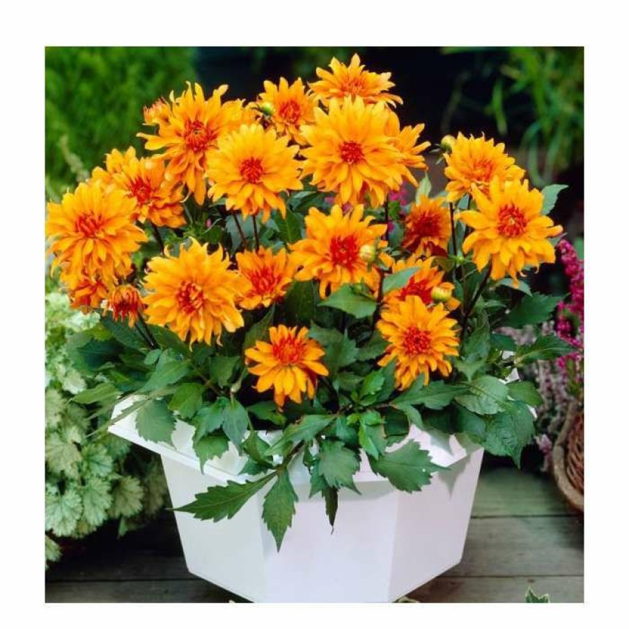 Bedding Plants * | Dahlia 'Autumn Fairy' | 3L Pot