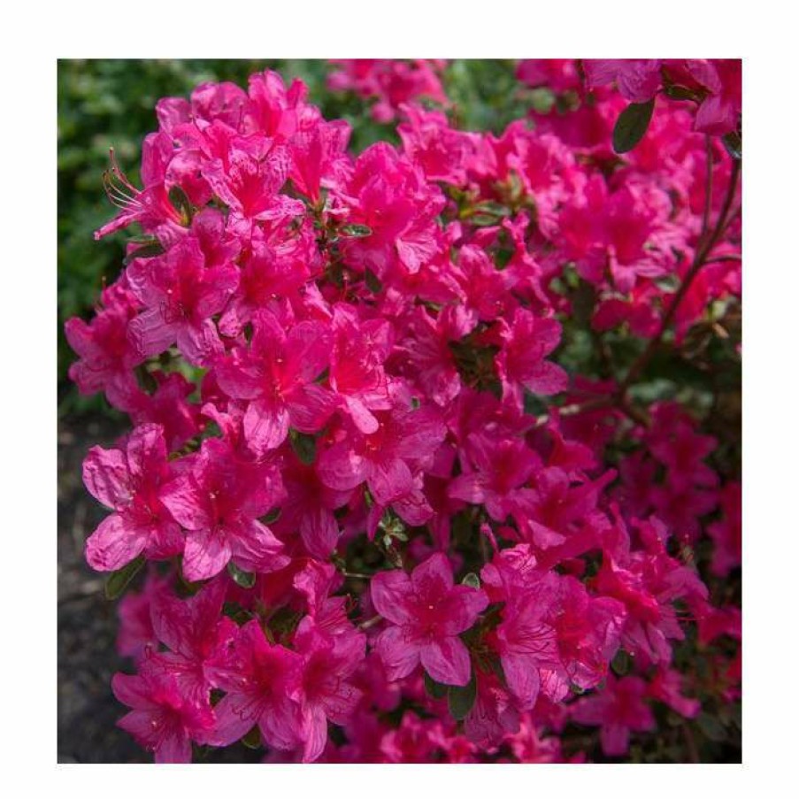 Ornamental Shrubs * | 15Cm Pink Evergreen Azalea | Rhododendron| 9Cm Pot