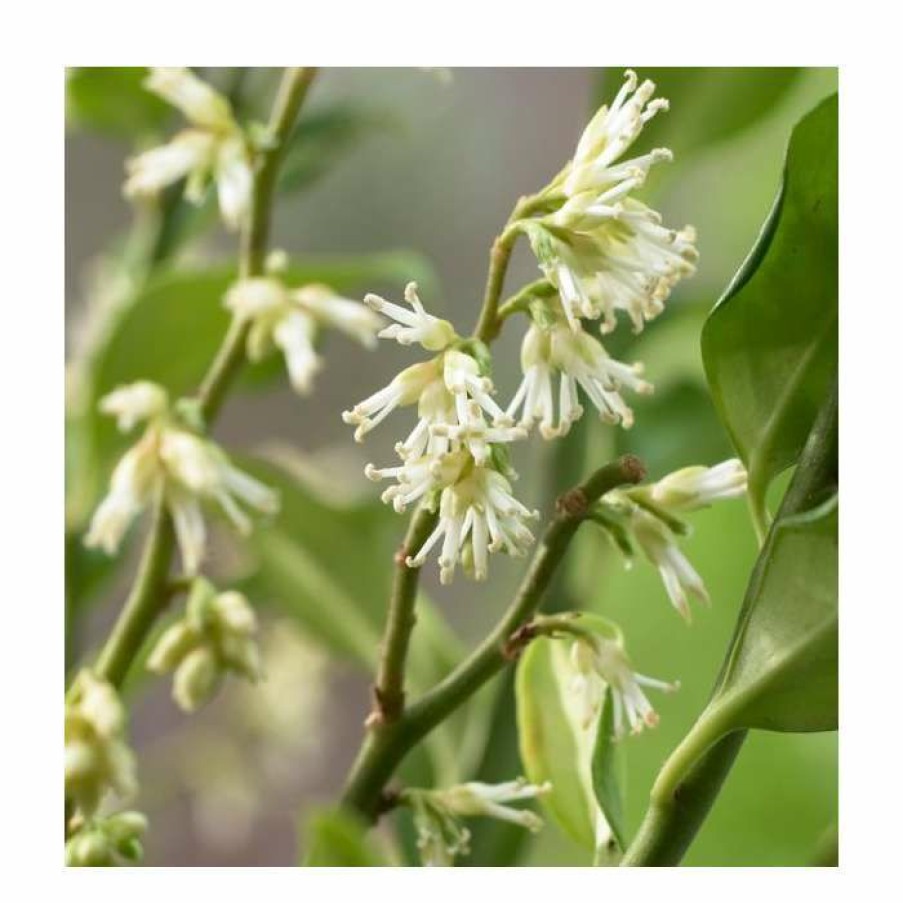 Ornamental Shrubs * | 10 15Cm Sarcococca Ruscifolia | Fragrant Sweet Box | 9Cm Pot