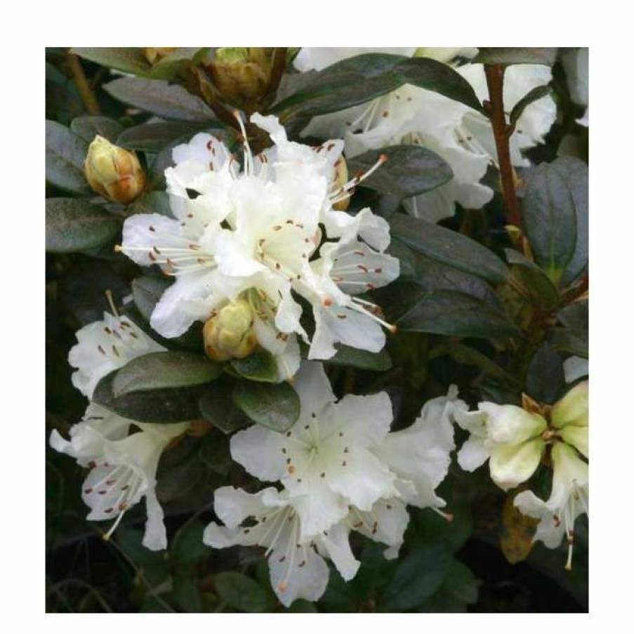 Ornamental Shrubs * | 1Ft Dwarf Rhododendron 'Cream Crest' | 3L Pot