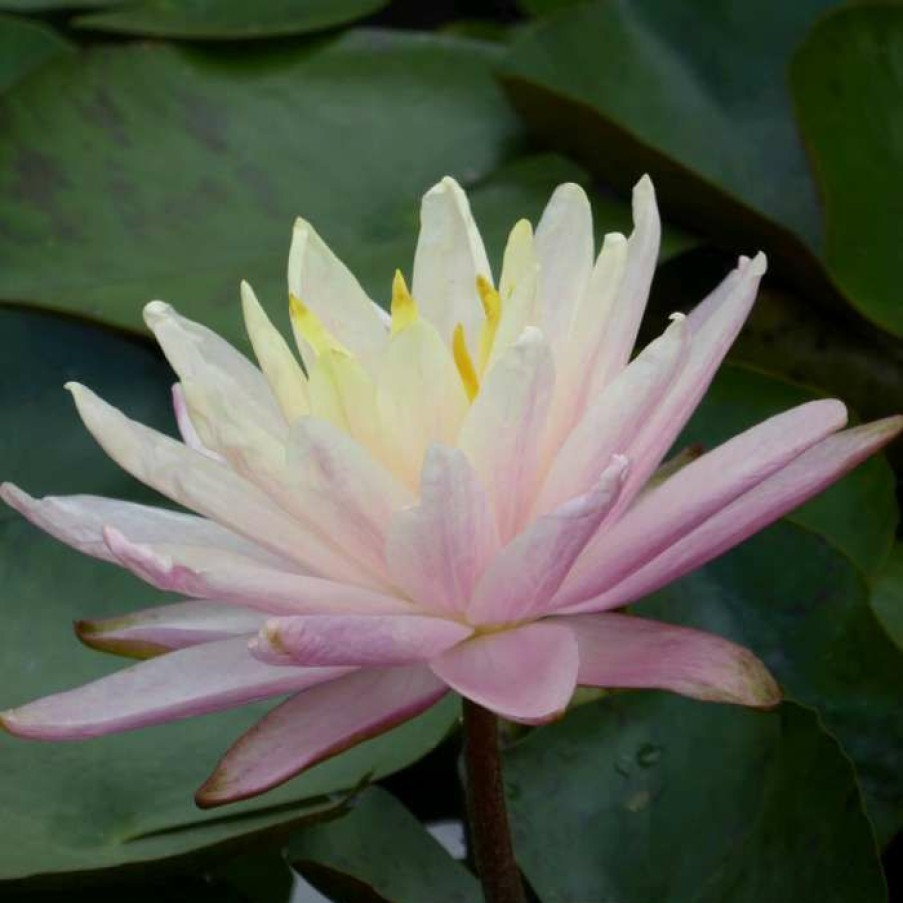 Pond Plants * | Large Water Lily 'Barbara Dobbins' Nymphaea 'Barbara Dobbins' 3L Pot