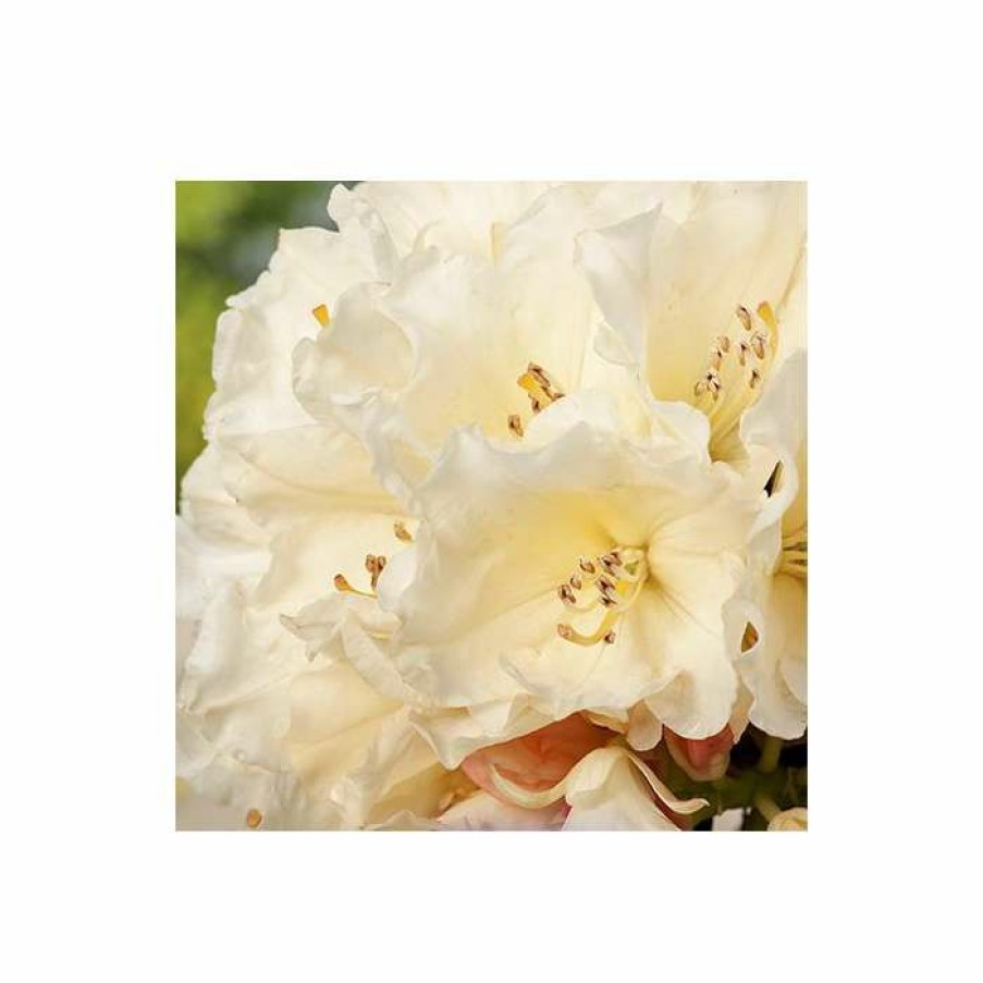 Ornamental Shrubs * | 1Ft Rhododendron 'Golden Torch' | 3L Pot | Rhododendron Yakushimanum