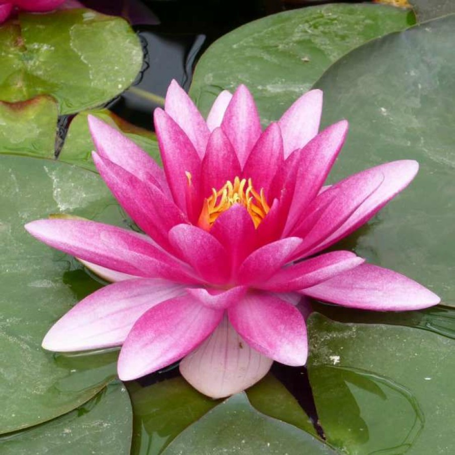 Pond Plants * | Nymphaea 'Charles De Meurville' | Water Lily