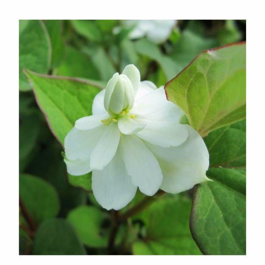 Pond Plants * | Orange Peel Plant | Houttuynia Cordata 'Plena'