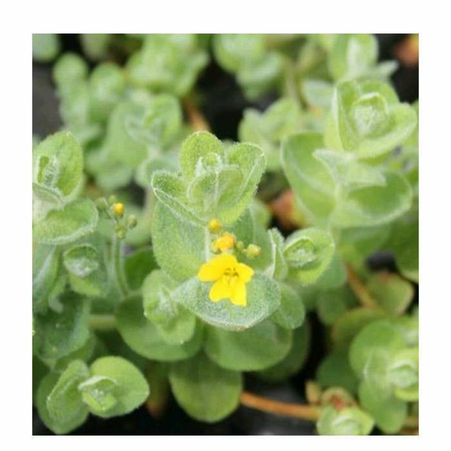 Pond Plants * | 3X Marsh St. John'S Wort Hypericum Elodes 9Cm Pots