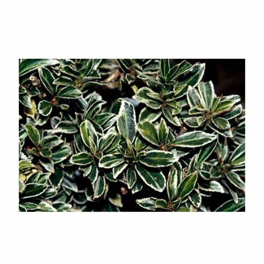 Ornamental Shrubs * | 15Cm Euonymus Japonicus 'Microphyllus Argenteus' | 9Cm Pot