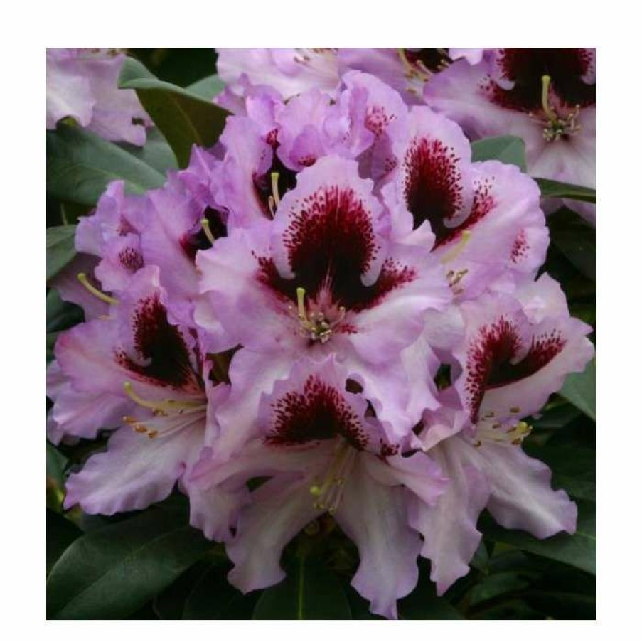 Ornamental Shrubs * | 1Ft Rhododendron 'Kabaret' | 7.5L Pot | Compact Rhododendron