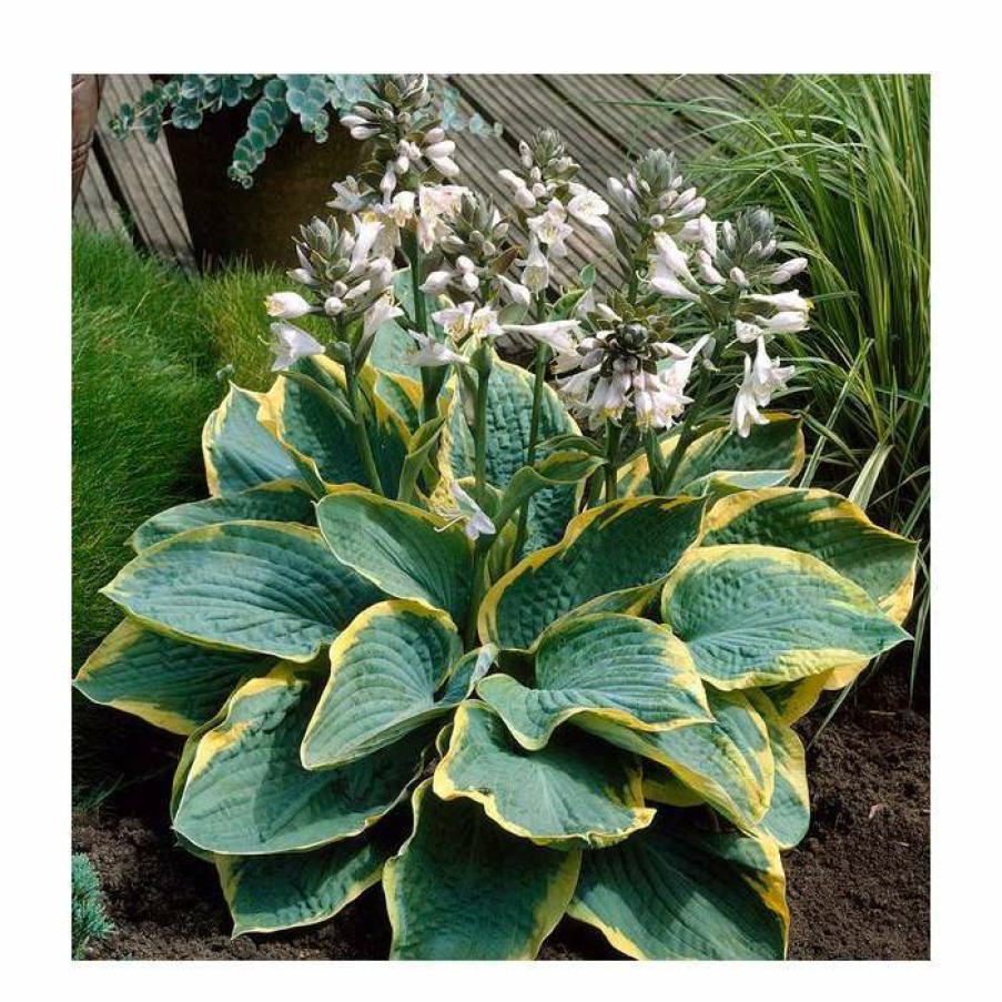 Perennial Plants * | Hosta 'Frances Williams' | 3L Pot