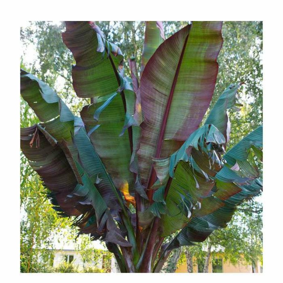 Ornamental Shrubs * | Ensete Ventricosum 'Maurelii' | 3L Pot