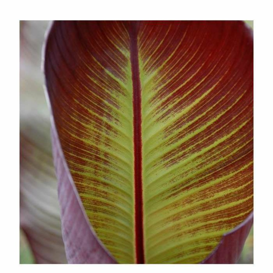 Ornamental Shrubs * | Ensete Ventricosum 'Maurelii' | 3L Pot