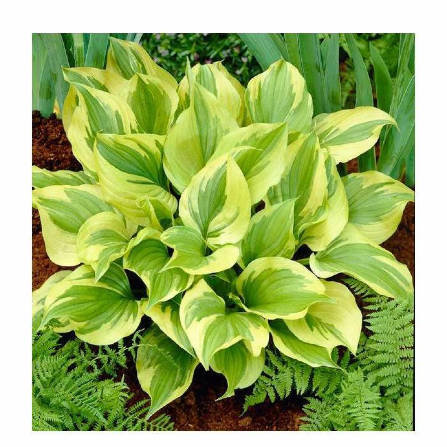 Perennial Plants * | Hosta Marmalade On Toast | 3 Litre Pot