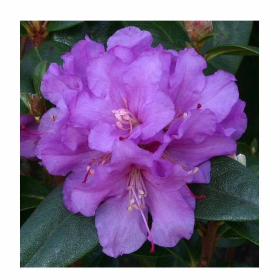 Ornamental Shrubs * | 1Ft Dwarf Rhododendron 'Praecox' | 3L Pot