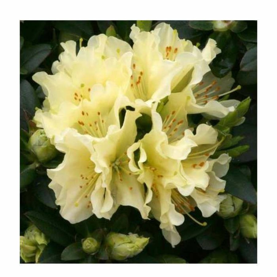 Ornamental Shrubs * | 1Ft Dwarf Rhododendron 'Patty Bee' | 3L Pot