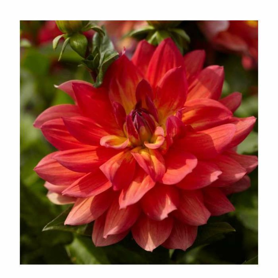 Bedding Plants * | Dahlia 'Firepot' | 3L Pot