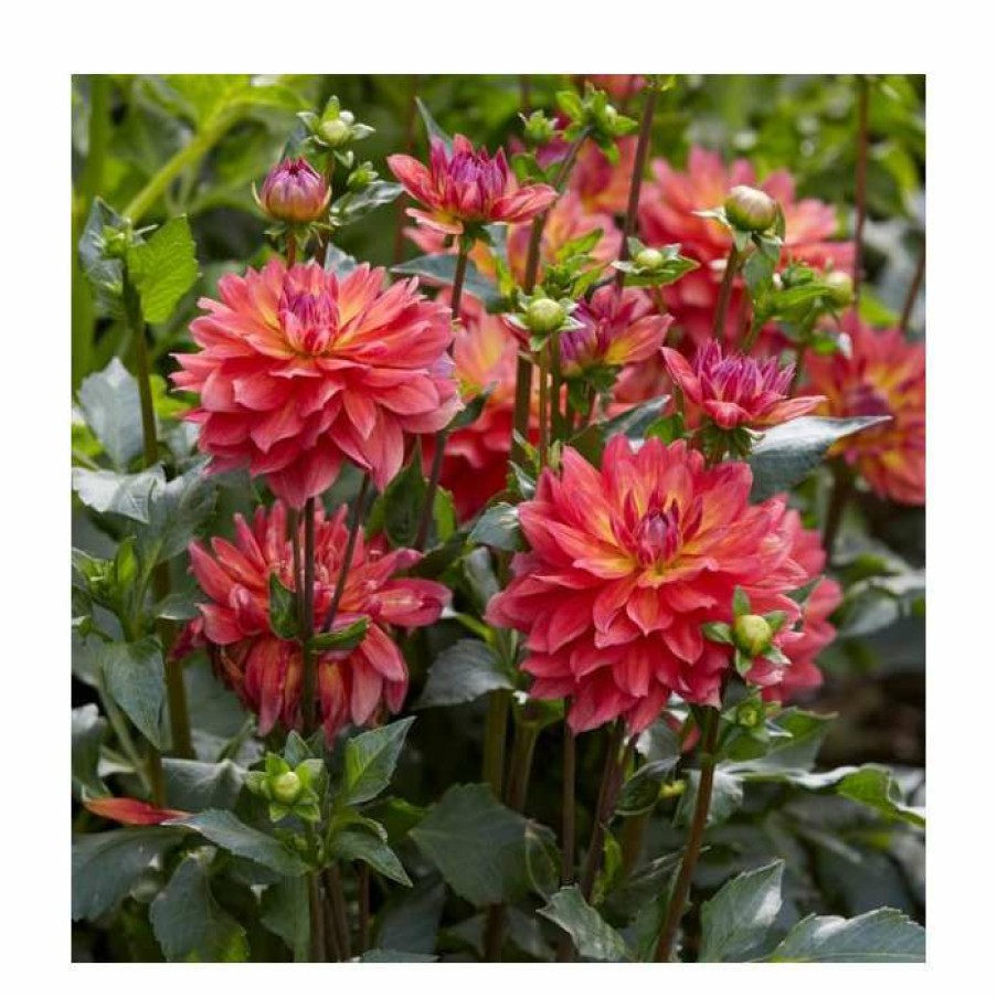 Bedding Plants * | Dahlia 'Firepot' | 3L Pot