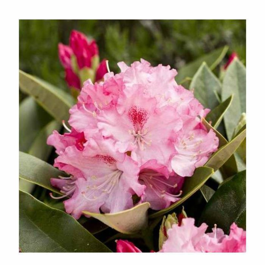 Ornamental Shrubs * | 1Ft Rhododendron 'Excelsior' | 3L Pot | Rhododendron Yakushimanum