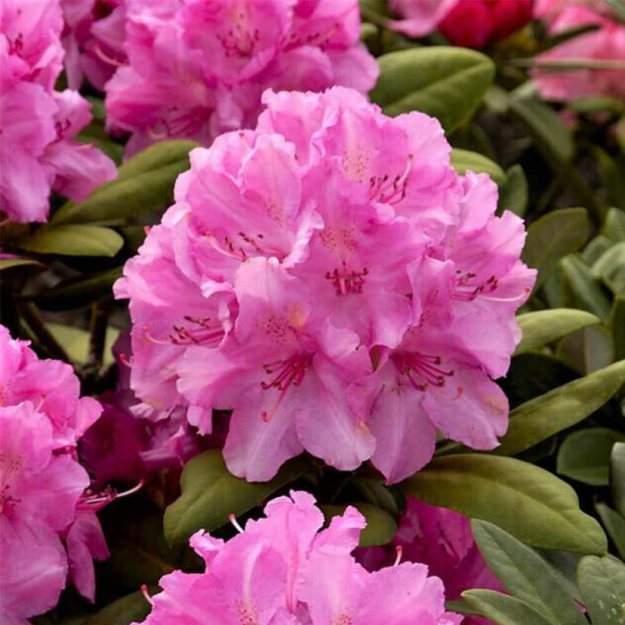 Ornamental Shrubs * | 1Ft Rhododendron 'Lumina' | 3L Pot | Rhododendron Yakushimanum