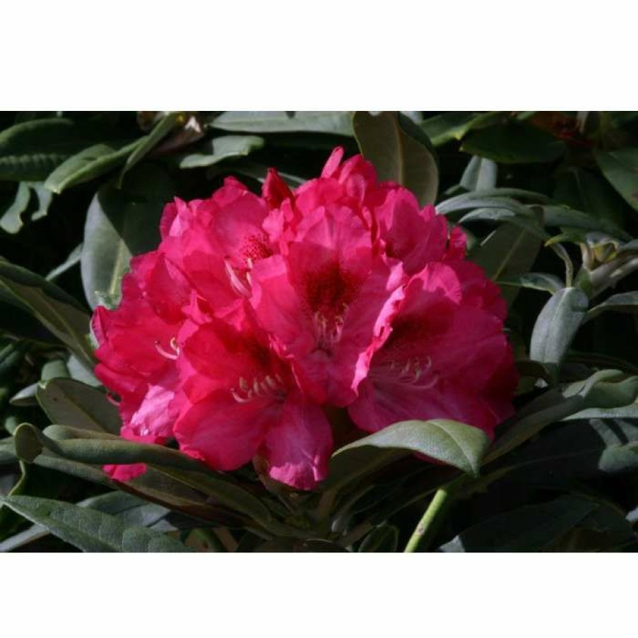 Ornamental Shrubs * | 1Ft Rhododendron 'Sneezey' | 3L Pot | Rhododendron Yakushimanum