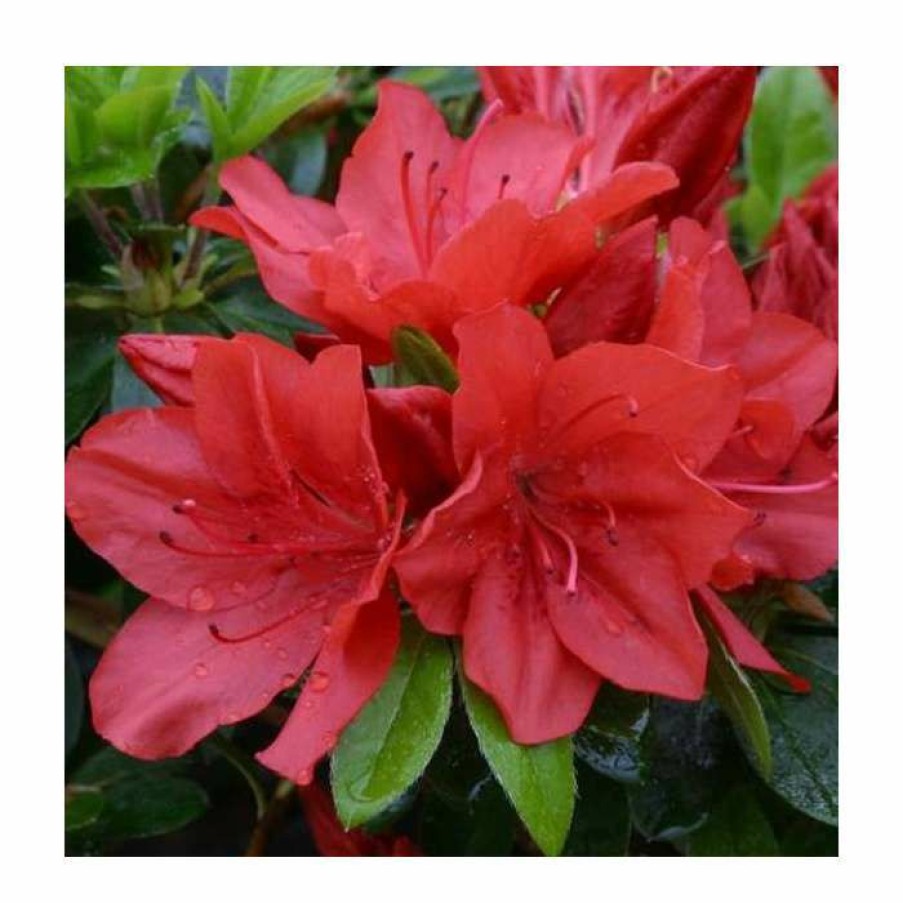 Ornamental Shrubs * | 1Ft Evergreen Azalea 'Torchlight' |3L Pot | Azelea Japonica