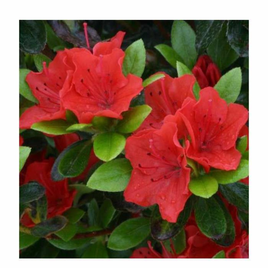 Ornamental Shrubs * | 1Ft Evergreen Azalea 'Geisha Orange' |3L Pot | Azelea Japonica