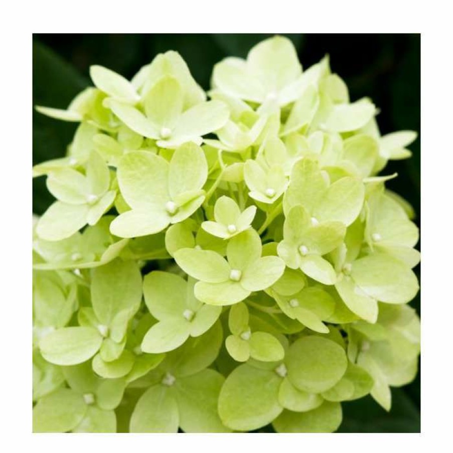 Ornamental Shrubs * | Hydrangea Forever & Ever 'Lime Green' | 5L Pot