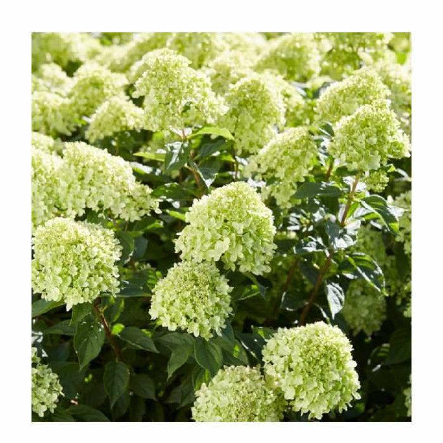 Ornamental Shrubs * | Hydrangea Forever & Ever 'Lime Green' | 5L Pot