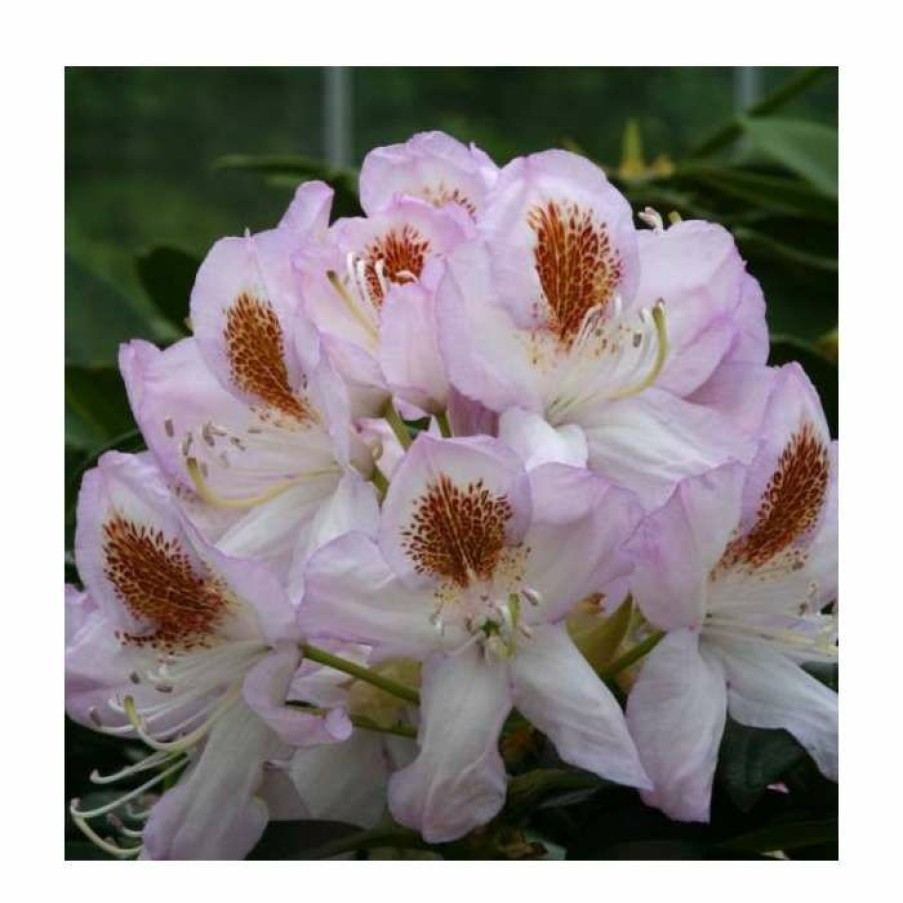 Ornamental Shrubs * | 2Ft Rhododendron 'Mrs T. H. Lowinsky ' | 7.5L Pot | Rhododendron Hybrid