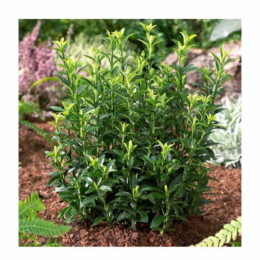 Ornamental Shrubs * | 15Cm Euonymus Japonicus 'Microphyllus' | 9Cm Pot